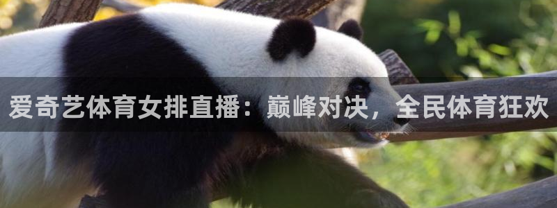 爱奇艺体育女排直播：巅峰对决，全民体育狂欢