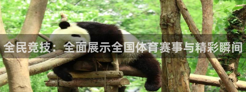 全民竞技：全面展示全国体育赛事与精彩瞬间
