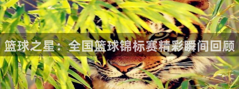 篮球之星：全国篮球锦标赛精彩瞬间回顾