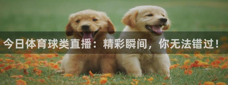今日体育球类直播：精彩瞬间，你无法错过！