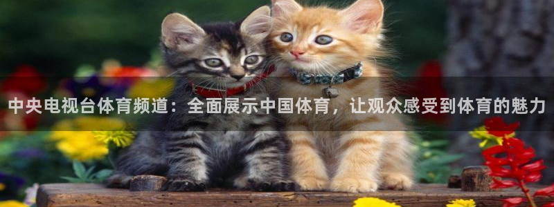 中央电视台体育频道：全面展示中国体育，让观众感受到体育的魅力